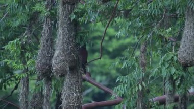 Oropendola montezuma 'nın sarkık yuvaları