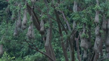 Oropendola montezuma 'nın sarkık yuvaları