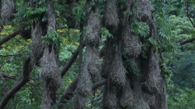 Oropendola montezuma 'nın sarkık yuvaları