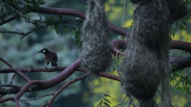 Oropendola montezuma 'nın sarkık yuvaları