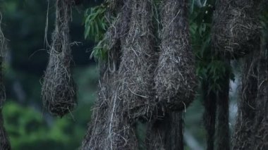 Oropendola montezuma 'nın sarkık yuvaları