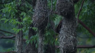 Oropendola montezuma 'nın sarkık yuvaları