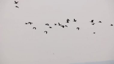 Chalco Gölü 'nün kuş sürüsü.