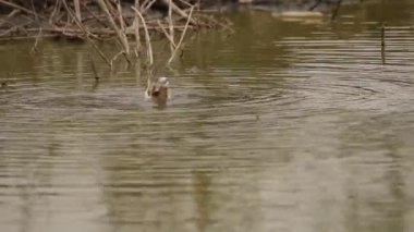 Wilson 's Phalarope beslenmek için suda dönüyor.