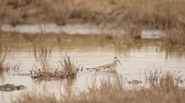 Wilson 's Phalarope beslenmek için suda dönüyor.