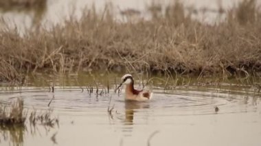 Wilson 's Phalarope beslenmek için suda dönüyor.