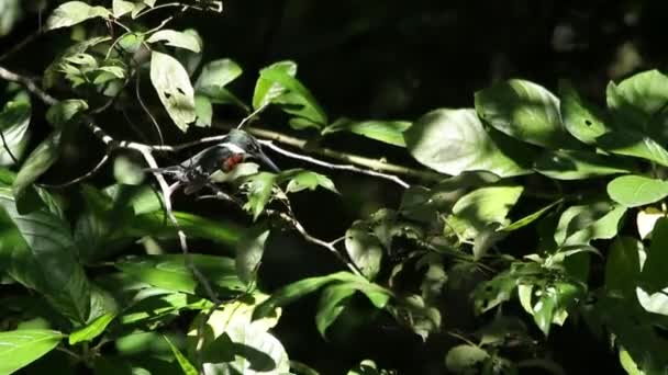 Ringfisher Megaceryle Torquata Siedzący Gałęzi Cieniu — Wideo stockowe