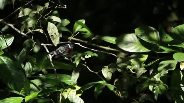 Ringfisher Megaceryle Torquata Siedzący Gałęzi Cieniu — Wideo stockowe
