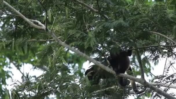 Mexická Ječící Opice Alouatta Palliata Mexicana — Stock video