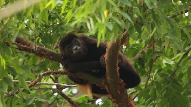 Messicano Mantled Urlatrice Mediazione Con Umano Espressioni — Video Stock