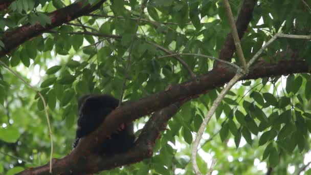 Mexican Mantled Howler Baby Resting — ストック動画