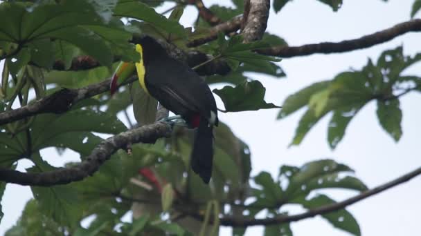 Veracruz Meksika Yağmur Ormanlarında Omurga Galı Toucan Ramphastos Sülfuratus — Stok video