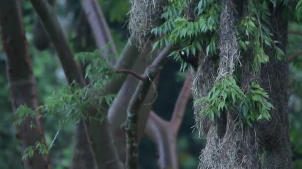 Visící Hnízda Oropendola Montezuma — Stock video