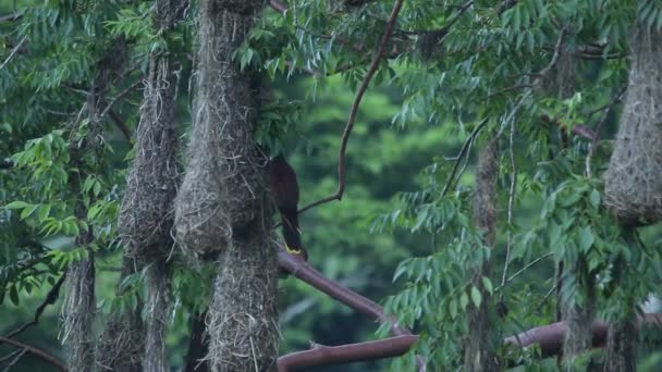 Висячие Гнезда Оропендолы Монтесумы — стоковое видео