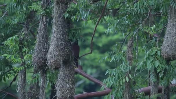 Opknoping Nesten Van Oropendola Montezuma — Stockvideo