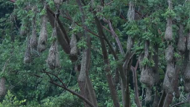 Hanging Nests Oropendola Montezuma — Stock Video