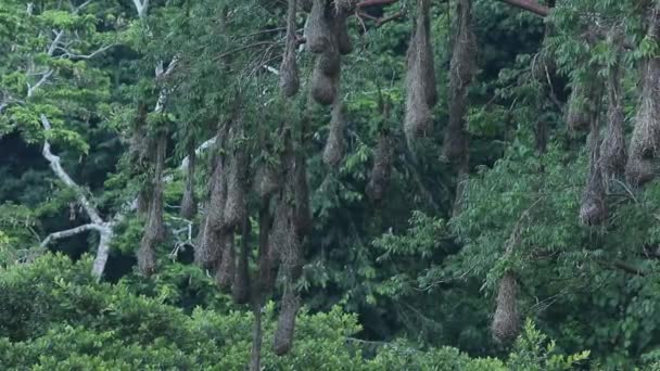 Κρεμαστά Φωλιές Του Oropendola Montezuma — Αρχείο Βίντεο