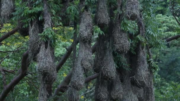 Hanging Nests Oropendola Montezuma — Stock Video