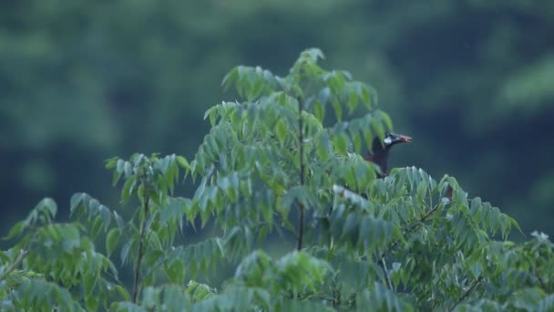 Montezuma Oropendola Met Een Krekel Zijn Bek — Stockvideo