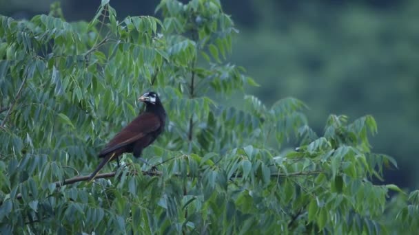 Montezum Oropendola Тримає Дзьобі Цвіркун — стокове відео