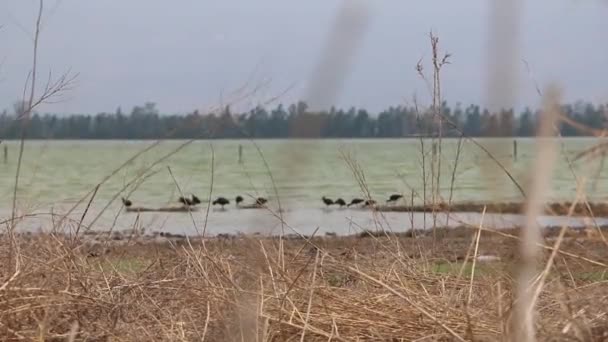 Flock Fåglar Lake Chalco Mexiko Stad — Stockvideo