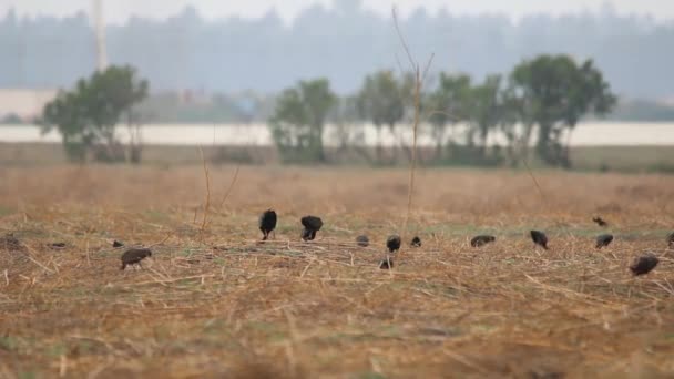 Troupeau Oiseaux Lac Chalco Mexico — Video