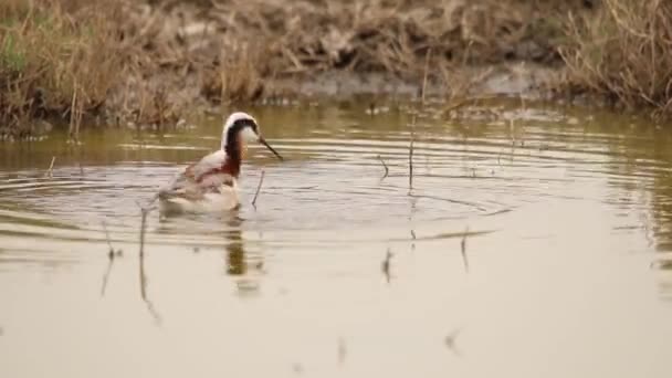 Wilsonův Phalarope Točí Vodě Aby Nakrmil — Stock video