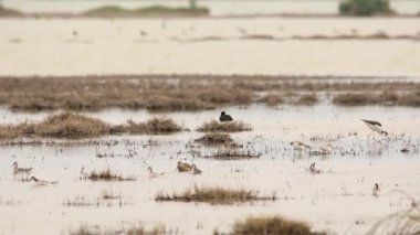 Wilson 'ın falaropes sürüsü beslenirken dönüyor.