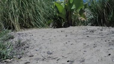 Kum yaban arıları kolonisi kumlu topraklarda uçuyor.