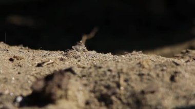Kum arısı taze yumurtalarla yeraltı yuvasını kapatıyor.