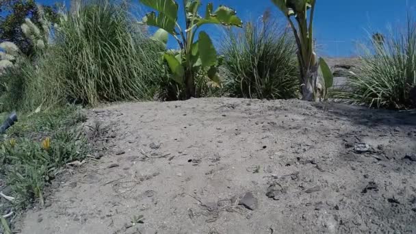 Colony Sand Wasps Flying Sandy Grounds — 비디오