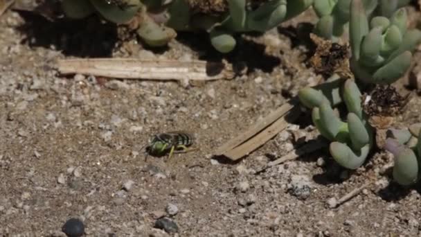 Sand Wasp Warming Midday Sun — Stock Video