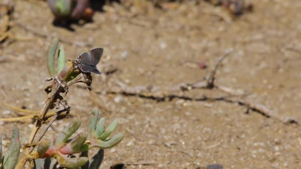 Γκρι Πεταλούδα Hairstreak Χυμώδες Φυτό — Αρχείο Βίντεο