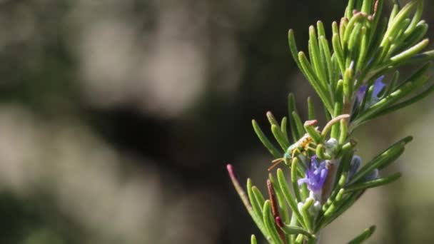 Sand Wasps Collecting Nectar Rosemary — Stock Video