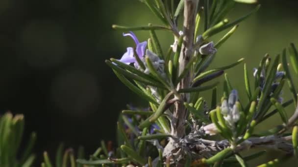 Zandwespen Verzamelen Nectar Van Rozemarijn — Stockvideo