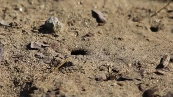 Sand Wasp Looking Her Burrowed Nest Entrance Hole — 비디오