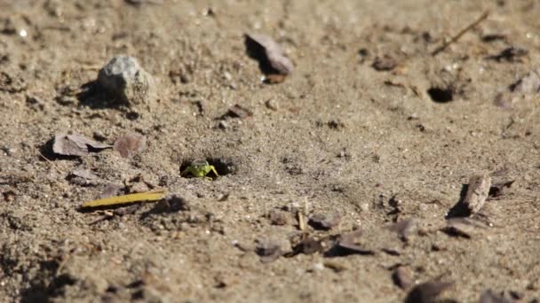 Sand Wasp Sealing Her Underground Nest — 비디오