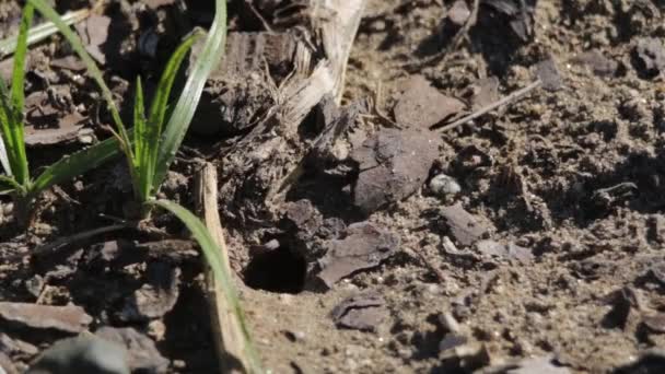 Sand Wasp Checking Her Nest Entrance — Stock Video