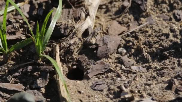 Sand Wasp Visiting Her Underground Nest — Stock Video