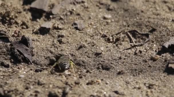 Песчаная Оса Проверяет Свои Свежие Яйца — стоковое видео