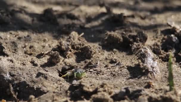 Sand Wasp Preparing Her Nest Laying Eggs — Stock Video
