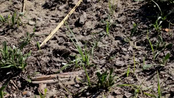 Sandwespen Fliegen Über Ihre Unterirdischen Nester — Stockvideo