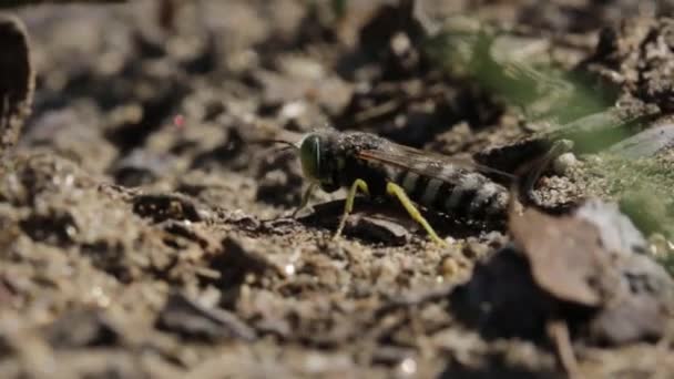 Piaskowa Osa Mieszająca Się Brzuchem Antenami — Wideo stockowe