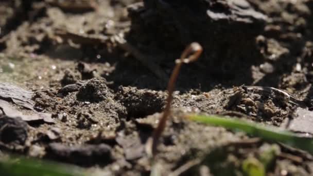 Sand Wasp Preparing Her Burrow Nest Ovipositing — ストック動画