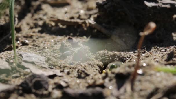 Sandwespe Gräbt Ihr Unterirdisches Nest — Stockvideo