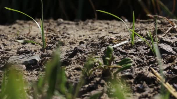 Zandwespenkolonie Tijdens Het Actieve Uur Van Dag — Stockvideo