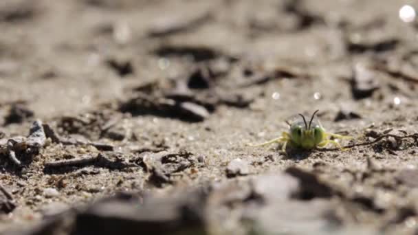 Niedliche Sandwespe Wackelt Mit Antennen Auf Dem Boden — Stockvideo