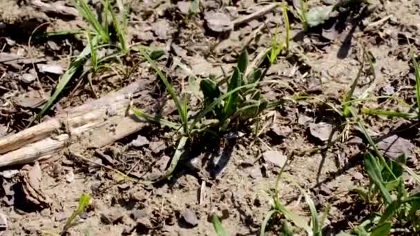 Tilt Shot Sand Wasps Habitat Nest Cluster — Stock Video