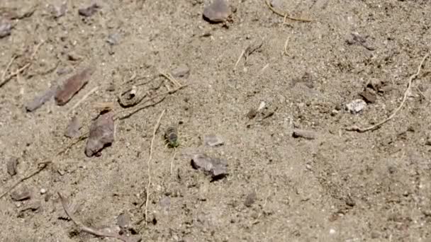 Sand Wasp Looking Her Burrowed Nest Entrance Hole — Stock Video