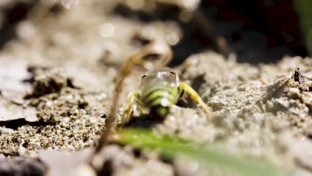Sand Wasp Digging Her Nest — Stock Video